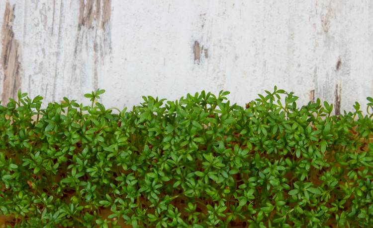 Rzeżucha - poznaj jej cenne właściwości!