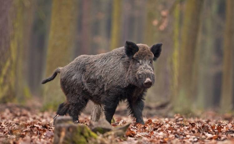 Uśmiechnięty dzik w fotopułapce! "Jak zalotnie przekrzywił główkę" [FOTO]