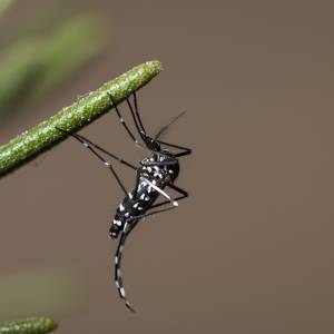 Azjatyckie komary tygrysie grasują w Niemczech. Musimy się martwić?