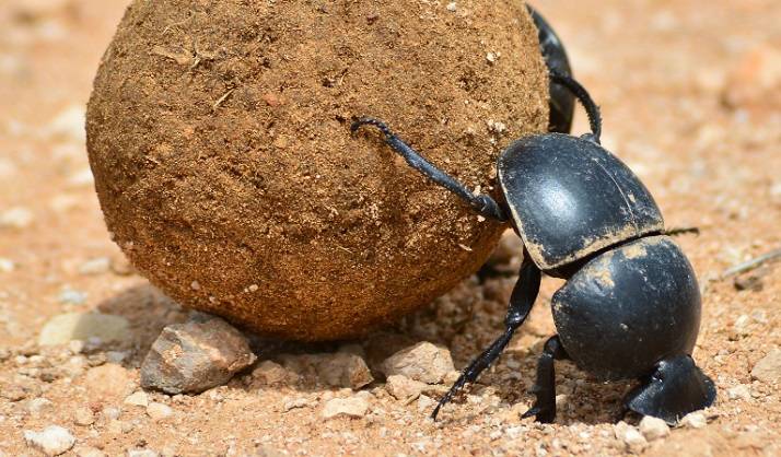 Żuk Gnojarz wędruje śladami Drogi Mlecznej?