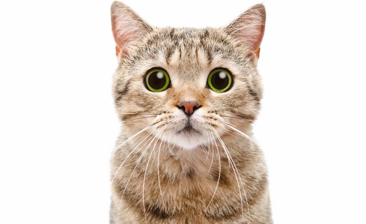 Naukowcy poddali koty badaniom. Udało się oparcować typy charakterów!