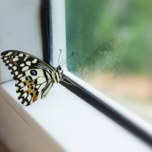 Co zwiastuje motyl? Mało kto o tym wie!