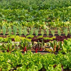 To warzywo może zmienić twoje życie! Dowiedz się, dlaczego powinieneś je jeść codziennie!