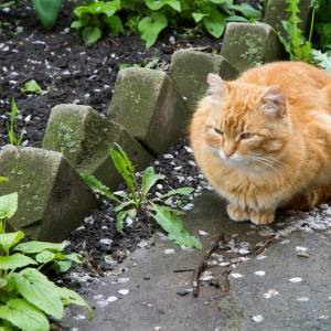Kot odwiedzał sklep. Stał się atrakcją turystyczną [FOTO]