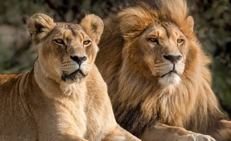 Lwy odbiły dziewczynkę z rąk porywaczy. Historia od lat mrozi krew w żyłach [WIDEO]