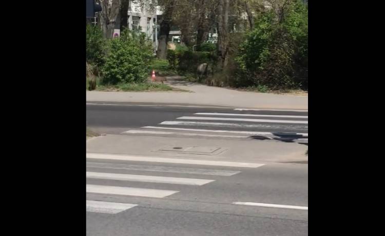 Dziki na przejściu dla pieszych w Gdyni! "Mądrzejsze od ludzi" [WIDEO]