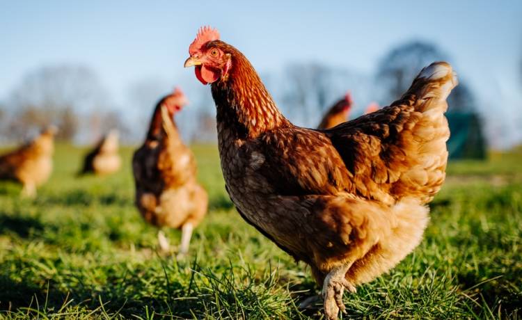 Kura imprezowiczka. Zwierzak spędził noc pod prysznicem! Wszystko się nagrało [WIDEO]