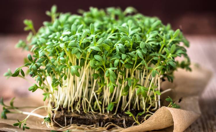 Na gazie czy wacie? Kiedy i jak siać rzeżuchę?