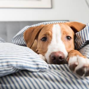 Dlatego pies nie może spać w łóżku. Weterynarze wyjaśniają