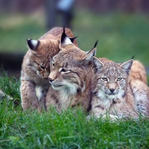 Małe rysie w obiektywie ukrytej kamery! Niecodzienne nagranie rozczuliło internautów: "Przepiękne" [WIDEO]