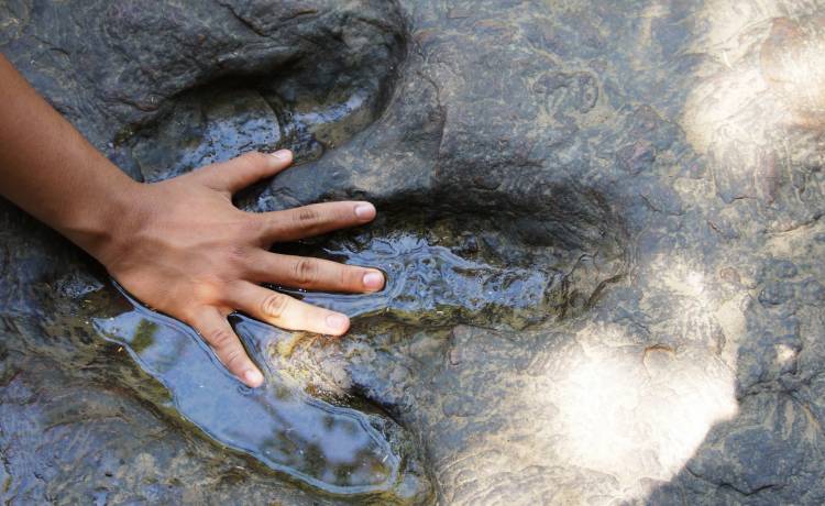 4-latka znalazła na plaży odcisk dinozaura sprzed 220 mln lat! Zdjęcie nietypowego znaleziska trafiło do sieci 