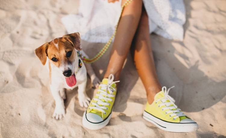 Wakacje z psem. Jak należy się przygotować?