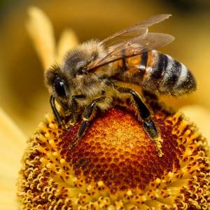 Egipcjanin chciał ukarać 7-letniego syna. Wysmarował chłopca miodem i zanęcił pszczoły