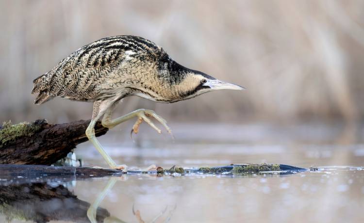 fot. shutterstock.com