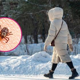 Czy kleszcze przetrwają zimę i mróz? Odpowiedź może zaskoczyć