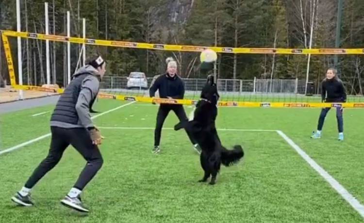 Suczka grająca w siatkówkę stała się hitem internetu! Pomaga utrzymywać formę Mathiasowi Berntsenowi