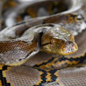 Wielki pyton grasuje w Katowicach. Ma ponad 2,5 metra długości