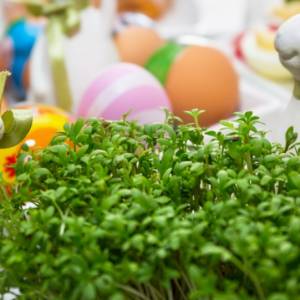 Lekkie jaja faszerowane ziołami. Jak je zrobić? Sprawdź przepis Magdy Gessler!