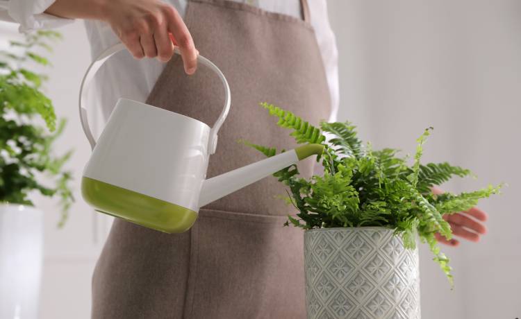 New Africa/Shutterstock