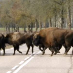 Takie rzeczy tylko na Podlasiu. Stado żubrów zablokowało ruch [WIDEO]