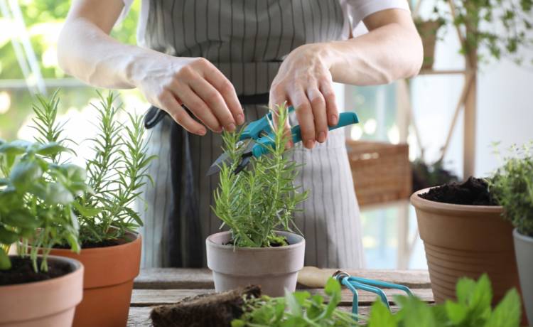 Jak uprawiać rozmaryn w domu? Zdjęcie ilustracyjne/Shutterstock