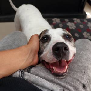 Tak pies „mówi” pogłaszcz mnie. Wiele osób nie zwraca uwagi na te zachowania