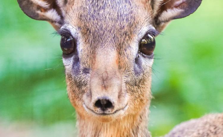 Pamiętacie myszojelenia? Maluch dikdika jest bardziej uroczy! Zwierzę urodziło się we wrocławskim zoo [WIDEO]