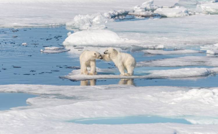 Niedźwiedzie polarne za kilkadziesiąt lat wyginą. Tragiczne skutki zmian klimatu