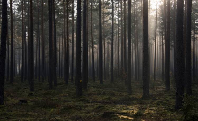 Zgłosili, że 37-latek chce popełnić samobójstwo. Odnaleziono go w lesie. Funkcjonariusze byli zszokowani widokiem