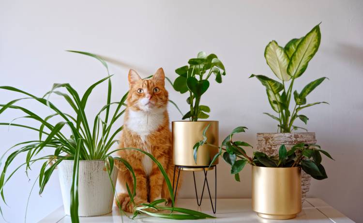 Toksyczne rośliny doniczkowe. Które mogą być niebezpieczne dla psów i kotów?