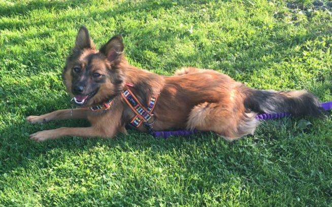 Energiczna Oli szuka domu! Potrzebuje rodziny, z którą będzie aktywnie spędzać czas