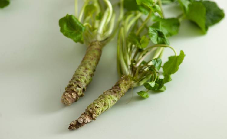 Wasabi, fot. Shutterstock