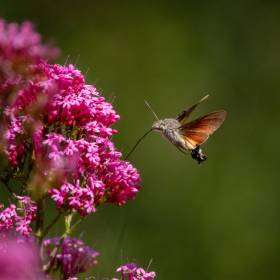 „Polski koliber”. Gdy zobaczysz fruczaka, zachowaj spokój