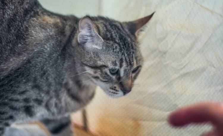 Chciał sprawdzić, co robi jego kot, gdy on śpi: Właściciel otrzymał wyjątkowe ujęcia!