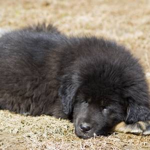 Kupił szczeniaka i pożałował. "Pies" był bardzo groźnym zwierzęciem