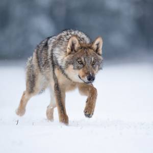 Tylko tyle zostało po ataku wygłodniałych wilków [WIDEO]