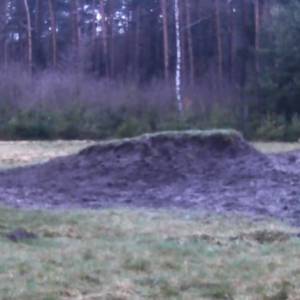 Szalony lis rozbawił setki internautów! "To ja, gdy żona dzwoni, że właśnie wraca z pracy" [WIDEO]