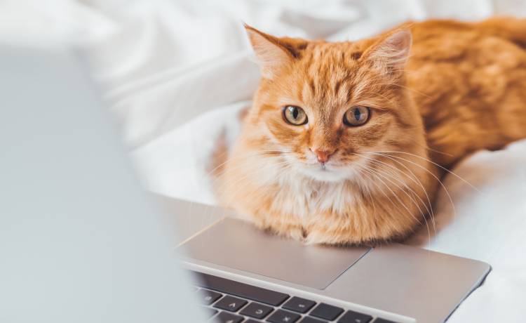 fot. shutterstock.com