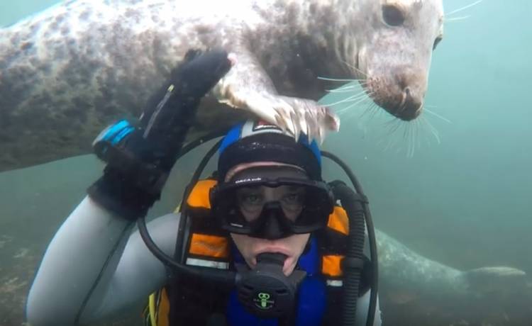 Podwodne spotkanie pełne czułości. Foka zaczęła przytulać się do nurka!