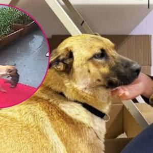 Psia mama przyniosła umierającego szczeniaka pod drzwi kliniki weterynaryjnej. Zobacz poruszające wideo