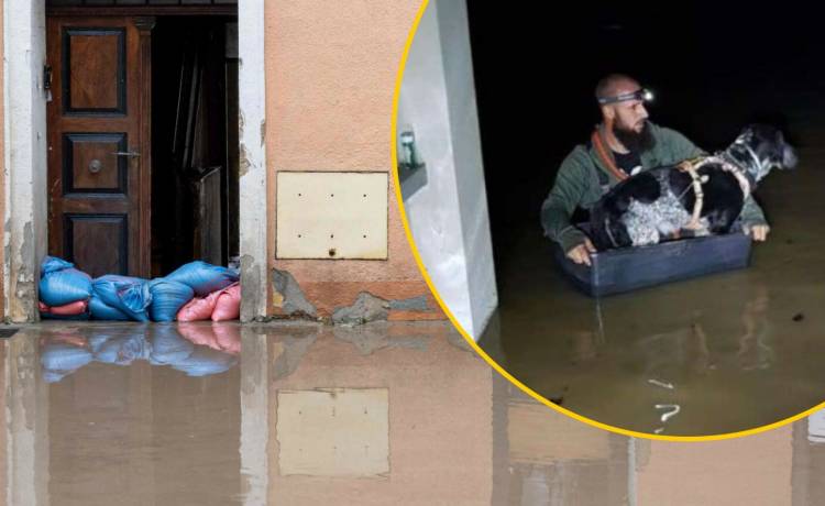 Fot. MATEUSZ SLODKOWSKI/AFP/East News, Facebook/OTOZ Animals Inspektorat Bielsko-Biała