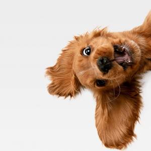 Co zrobić, by pies żył długo i szczęśliwie? Oto kilka prostych rad!