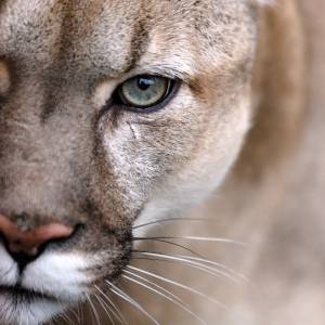 Dwa lata temu odebrano mu ukochaną pumę. Głośna sprawa powraca