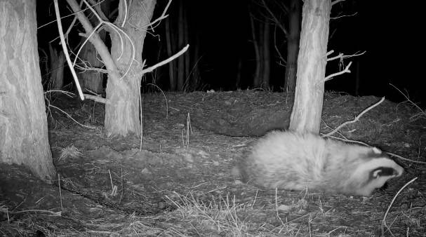 Taniec-tarzaniec? Nagranie z borsukiem rozbawiło internautów! [WIDEO]