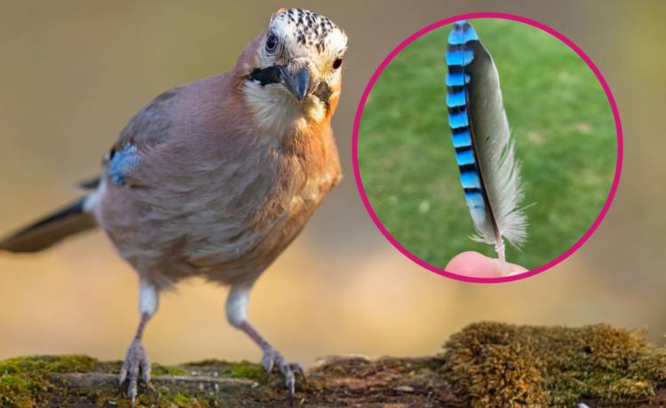 fot. shutterstock.com 