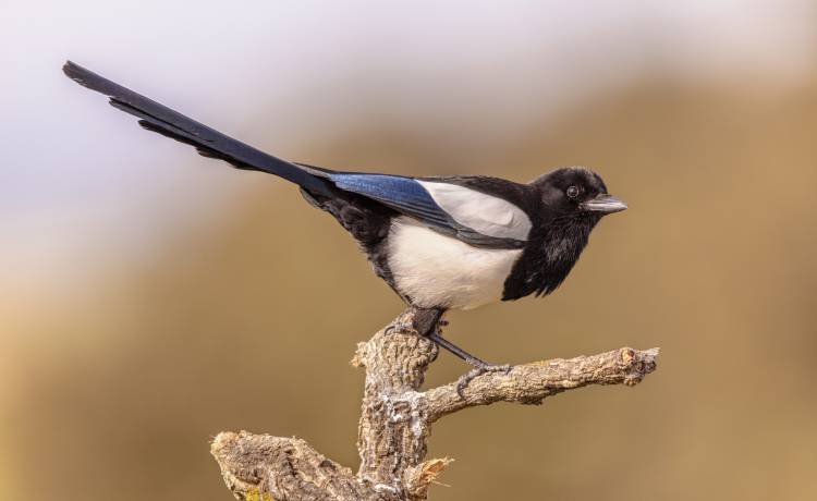 fot. shutterstock.com