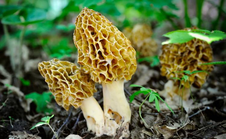 Masz smardze w ogrodzie? Te grzyby to wiosenny rarytas!, fot. Shutterstock