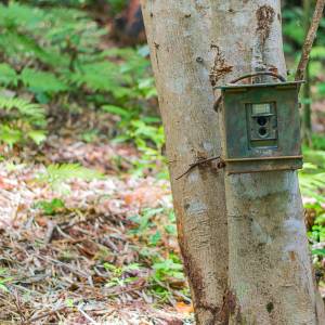 Niezwykłe zwierzę z Baligrodu zauroczyło internatów! Takie zdjęcie to rzadkość [FOTO]