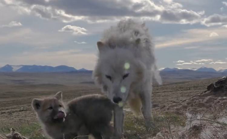 Kamera uchwyciła matkę z młodym wilkiem