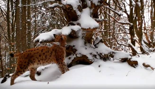 Ryś przyłapany na gorącym uczynku! "Z jaką klasą znaczy teren" [WIDEO]